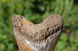 Stunning Big 5.75 Megalodon Shark Tooth, ? Biggest Uk Stock Of Indo Megs? R4