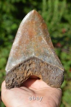 Stunning Big 5.75 Megalodon Shark Tooth, ? Biggest Uk Stock Of Indo Megs? R4