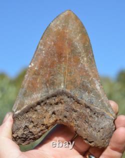 Stunning Big 5.75 Megalodon Shark Tooth, ? Biggest Uk Stock Of Indo Megs? R4