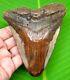 Stunning Color Megalodon Shark Tooth 4.54 Shark Teeth Fossil No Repair