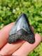Stunning Colored 1 3/4 Megalodon Shark Tooth Teeth Fossil Ice Age Venice Beach