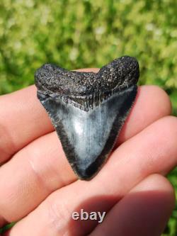 Stunning Colored 1 3/4 Megalodon Shark Tooth Teeth Fossil Ice Age Venice Beach