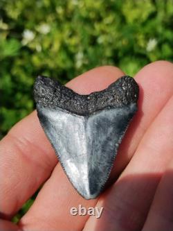 Stunning Colored 1 3/4 Megalodon Shark Tooth Teeth Fossil Ice Age Venice Beach