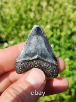 Stunning Colored 1 3/4 Megalodon Shark Tooth Teeth Fossil Ice Age Venice Beach