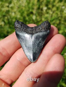 Stunning Colored 1 3/4 Megalodon Shark Tooth Teeth Fossil Ice Age Venice Beach