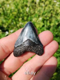 Stunning Colored 1 3/4 Megalodon Shark Tooth Teeth Fossil Ice Age Venice Beach