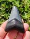 Stunning Colored 2 1/4 Megalodon Shark Tooth Teeth Fossil Ice Age Venice Beach