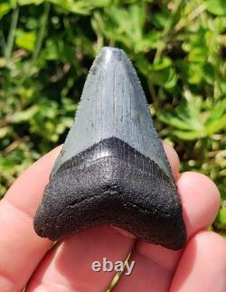 Stunning Colored 2 1/4 Megalodon Shark Tooth Teeth Fossil Ice Age Venice Beach