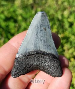 Stunning Colored 2 1/4 Megalodon Shark Tooth Teeth Fossil Ice Age Venice Beach