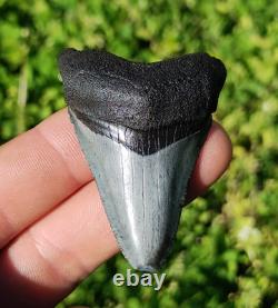 Stunning Colored 2 1/4 Megalodon Shark Tooth Teeth Fossil Ice Age Venice Beach
