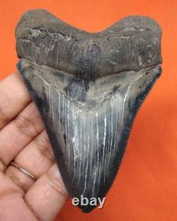 Stunning Huge Chubutensis Shark Tooth Real Fossil 3.54 No Restorations