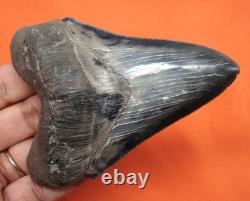 Stunning Huge Chubutensis Shark Tooth Real Fossil 3.54 No Restorations