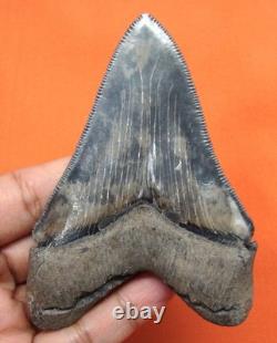 Stunning Huge Chubutensis Shark Tooth Real Fossil 3.54 No Restorations