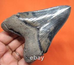Stunning Huge Chubutensis Shark Tooth Real Fossil 3.54 No Restorations