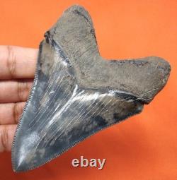 Stunning Huge Chubutensis Shark Tooth Real Fossil 3.54 No Restorations