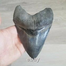 Stunning Large SC Megalodon Fossil Shark Tooth Teeth Hair Under 6 Restored