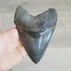 Stunning Large Sc Megalodon Fossil Shark Tooth Teeth Hair Under 6 Restored