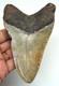 Stunning Megalodon Shark Tooth Real Fossil 4.60 Shark Teeth No Repairs Natural