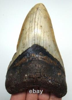 Stunning MEGALODON Shark tooth Real Fossil 4.60 Shark teeth No Repairs Natural