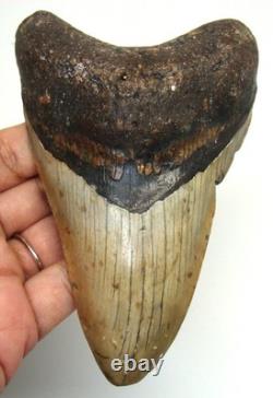 Stunning MEGALODON Shark tooth Real Fossil 4.60 Shark teeth No Repairs Natural