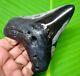 Stunning Megalodon Shark Tooth 3.89 Real Fossil Not Replica