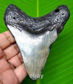 Stunning Megalodon Shark Tooth 3.89 Real Fossil Not Replica