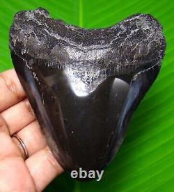 Stunning Megalodon Shark Tooth 3.90 Real Fossil Not Replica