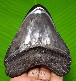 Stunning Megalodon Shark Tooth 3.90 Real Fossil Not Replica