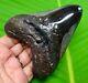 Stunning Megalodon Shark Tooth 4.04 Inches Real Fossil Not Replica