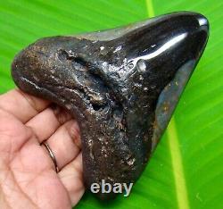 Stunning Megalodon Shark Tooth 4.04 Real Shark Teeth Fossil Not Replica