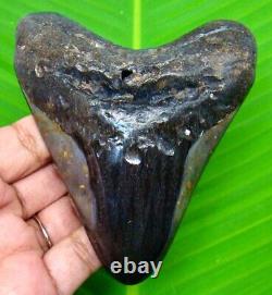 Stunning Megalodon Shark Tooth 4.04 Real Shark Teeth Fossil Not Replica