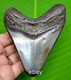 Stunning Megalodon Shark Tooth 4.04 Real Shark Teeth Fossil Not Replica