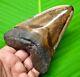 Stunning Megalodon Shark Tooth 4.34 Real Fossil Not Replica