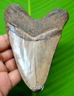 Stunning Megalodon Shark Tooth 4.34 Real Fossil Not Replica