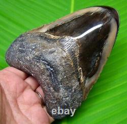 Stunning Megalodon Shark Tooth 4.58- Polished Blade Fossil Not Replica