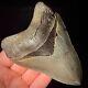 Stunning Megalodon Shark Tooth Otodus Megalodon 4.39 Real Authentic Fossil Gem