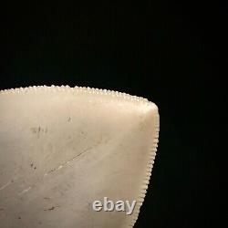 Stunning Megalodon Shark Tooth Otodus megalodon 4.39 real authentic fossil gem
