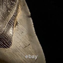 Stunning Megalodon Shark Tooth Otodus megalodon 4.39 real authentic fossil gem