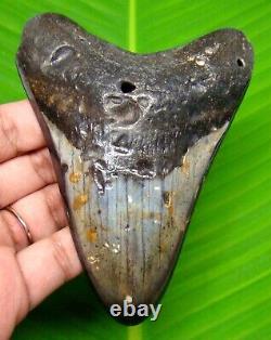 Stunning Megalodon Shark Tooth Polished Blade 4.29 Shark Teeth Fossil