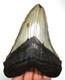 Stunning Megalodon Shark Tooth Real Fossil 4.83 No Repairs No Restorations
