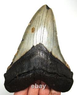 Stunning Megalodon Shark Tooth Real Fossil 4.83 No Repairs No Restorations
