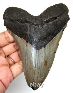 Stunning Megalodon Shark Tooth Real Fossil 4.83 No Repairs No Restorations