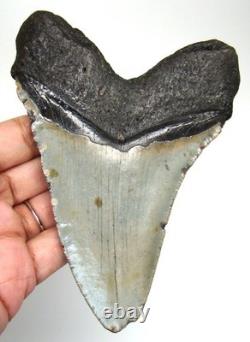 Stunning Megalodon Shark Tooth Real Fossil 4.83 No Repairs No Restorations