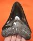 Stunning Megalodon Shark Tooth Real Fossil Shark Teeth 4.41 No Restorations