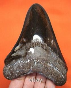 Stunning Megalodon Shark Tooth Real Fossil Shark Teeth 4.41 No Restorations
