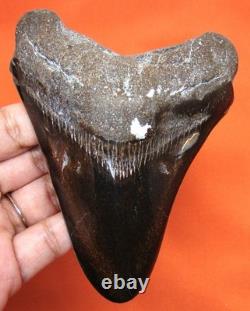 Stunning Megalodon Shark Tooth Real Fossil Shark Teeth 4.41 No Restorations