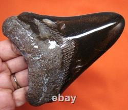 Stunning Megalodon Shark Tooth Real Fossil Shark Teeth 4.41 No Restorations
