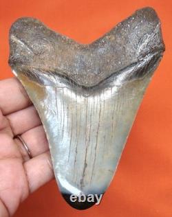 Stunning Megalodon Shark Tooth Real Fossil Shark Teeth 4.41 No Restorations