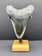 Stunning Megalodon Tooth Fossil 4.4