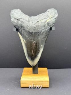 Stunning Megalodon Tooth Fossil 4.4